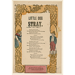 Little dog Stray